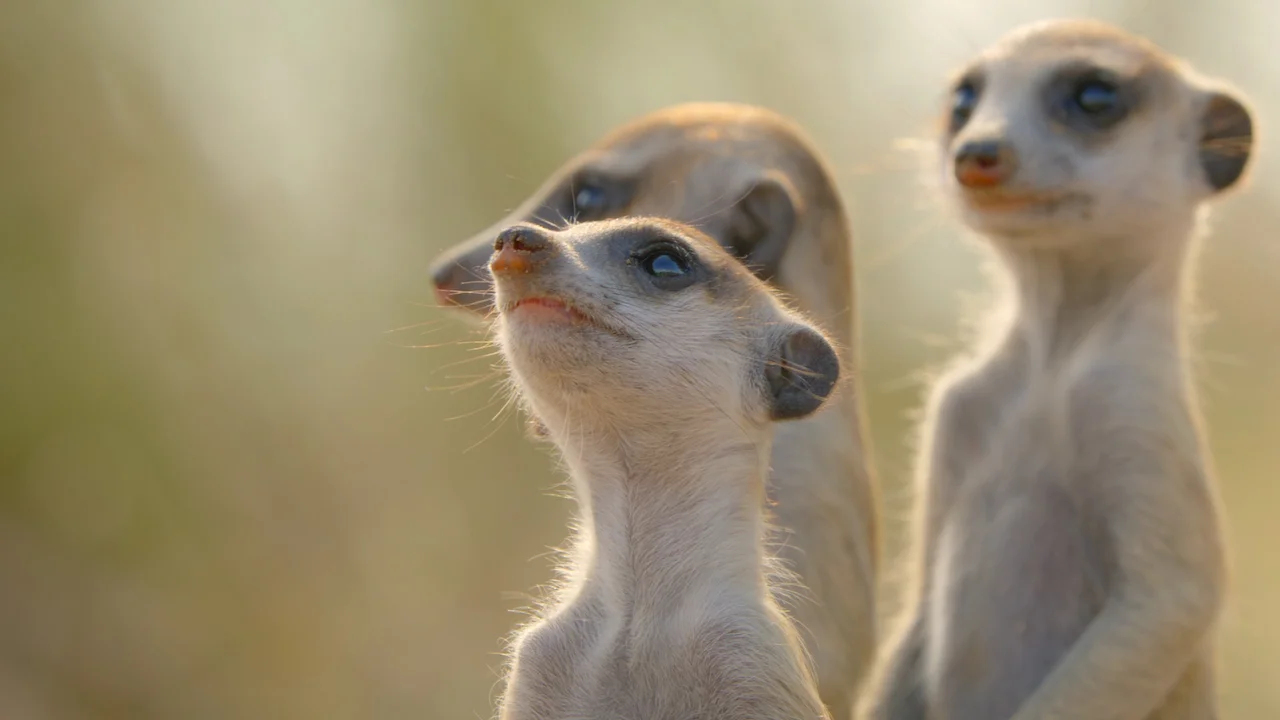 Secret World of Sound with David Attenborough