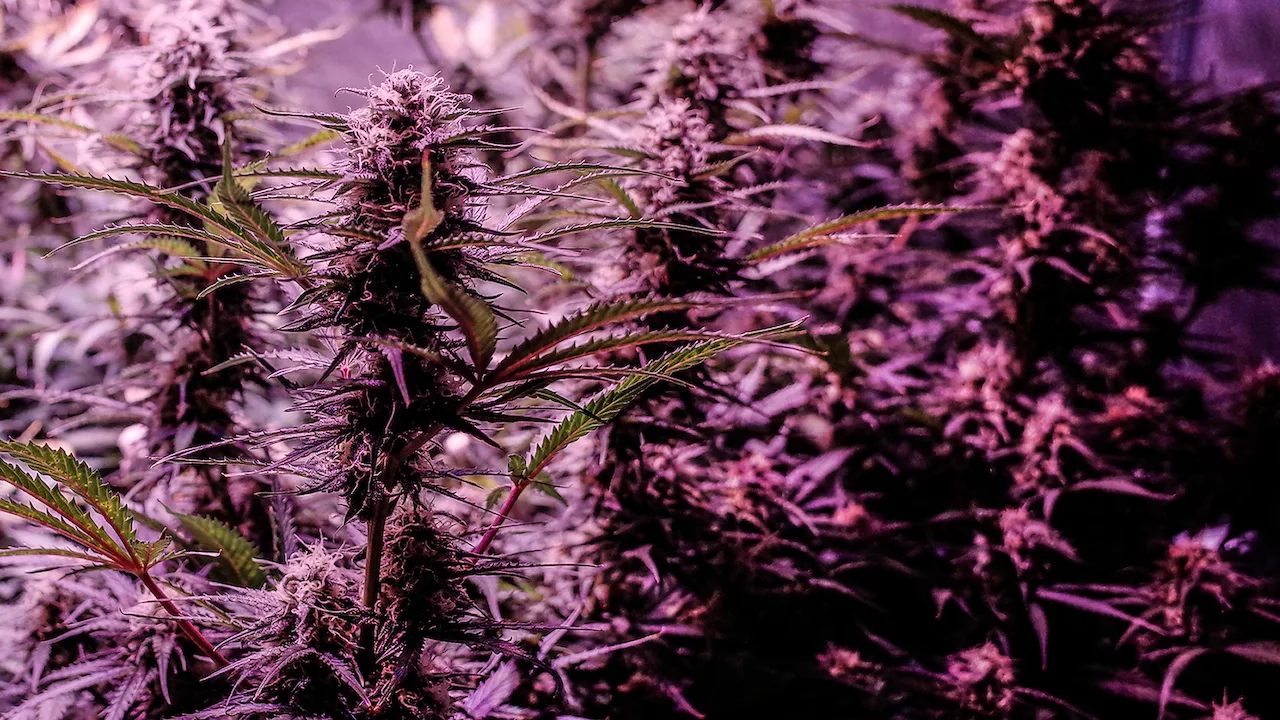 Highland: Thailand's Marijuana Awakening