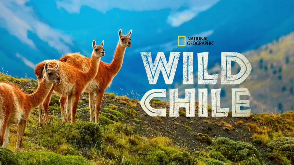 Wild Chile poster — TV series on Disney+