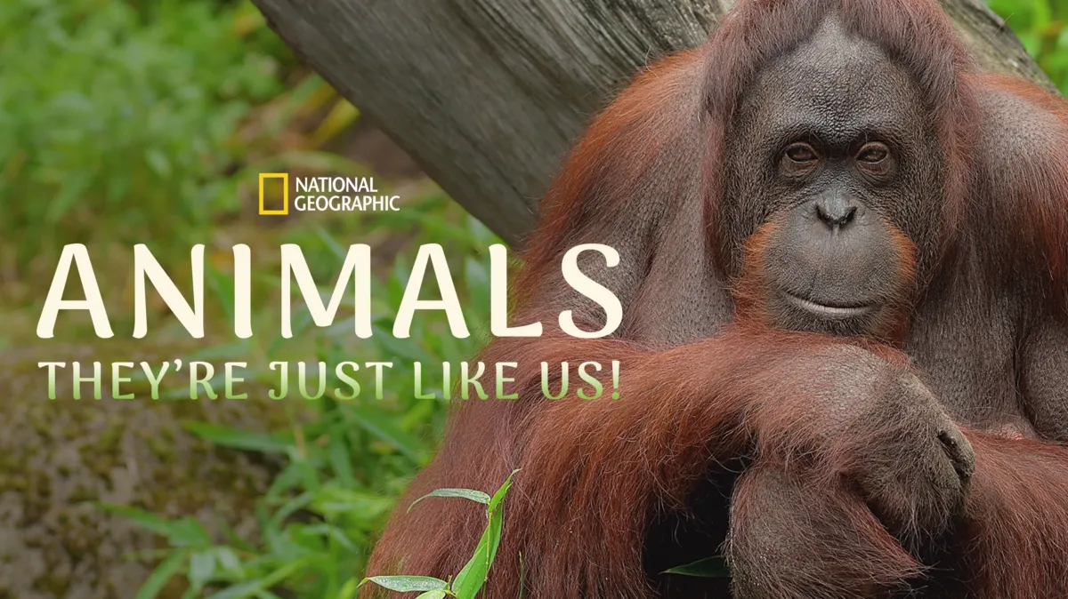 Animals, They're Just Like Us! poster — TV series on Disney+
