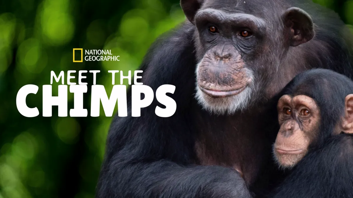 Meet The Chimps poster — TV series on Disney+