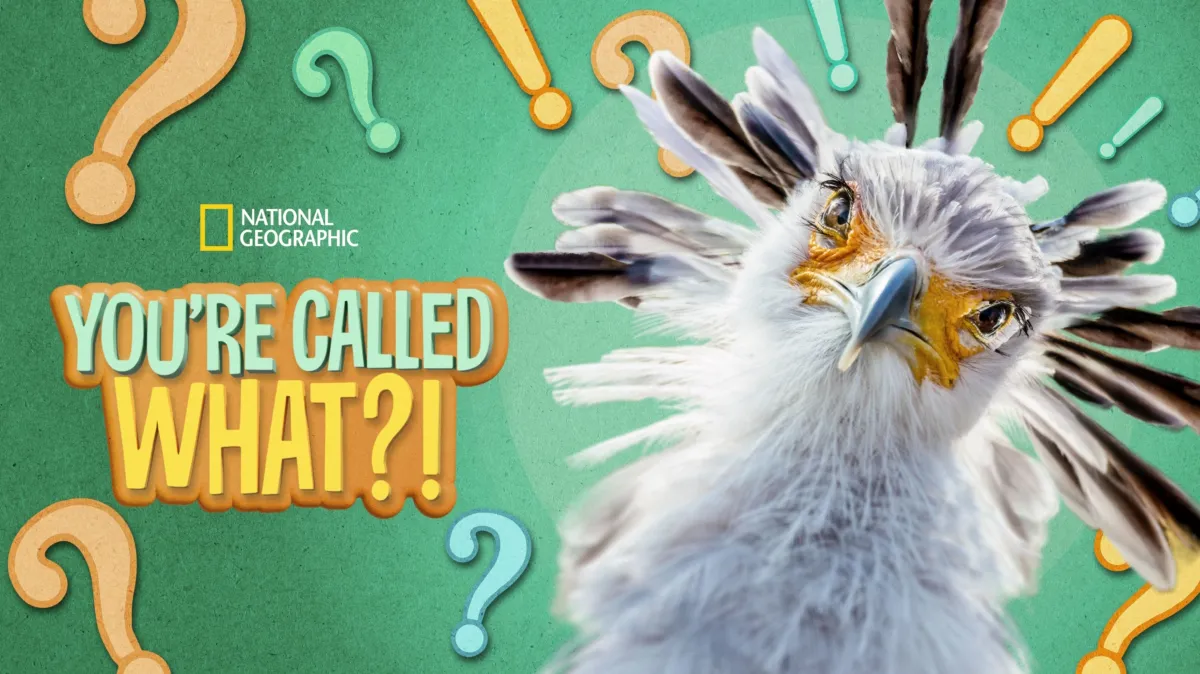 You're Called What?! poster — TV series on Disney+
