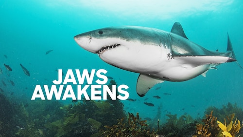 Jaws Awakens poster — movie on Max