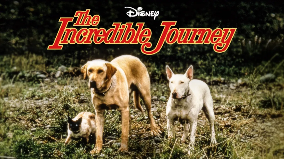 The Incredible Journey poster — movie on Disney+