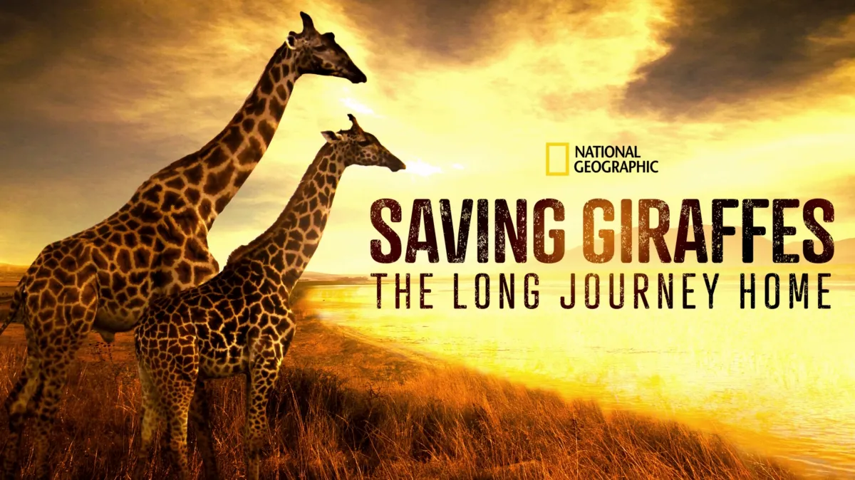 Saving Giraffes: The Long Journey Home poster — movie on Disney+