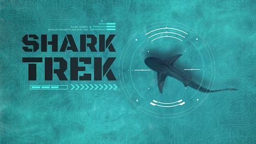 Shark Trek poster — movie on Max