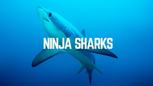 Ninja Sharks poster — movie on Max