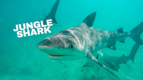 Jungle Shark poster — movie on Max