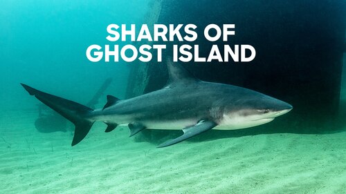 Sharks of Ghost Island poster — movie on Max