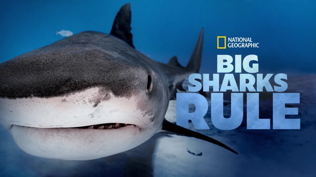 Big Sharks Rule poster — movie on Disney+