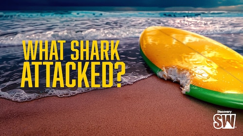 What Shark Attacked? poster — movie on Max