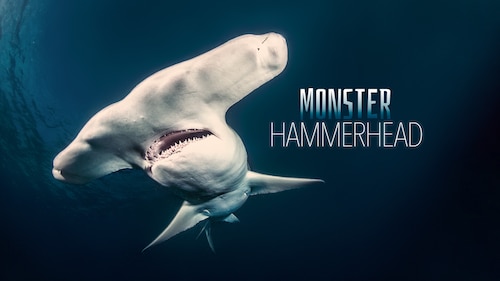 Monster Hammerhead poster — movie on Max