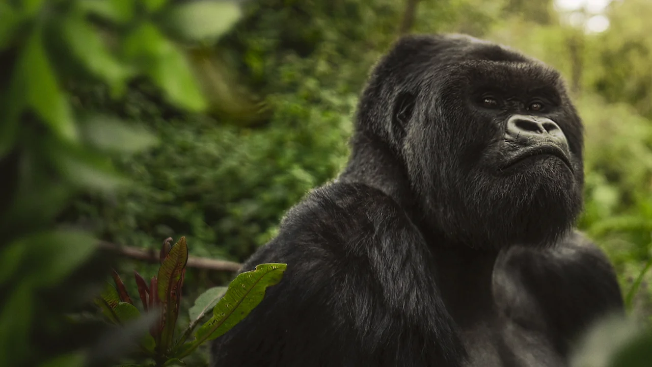 A Gorilla Story: Told by David Attenborough