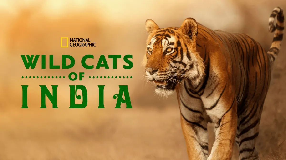 Wild Cats of India poster — TV series on Disney+