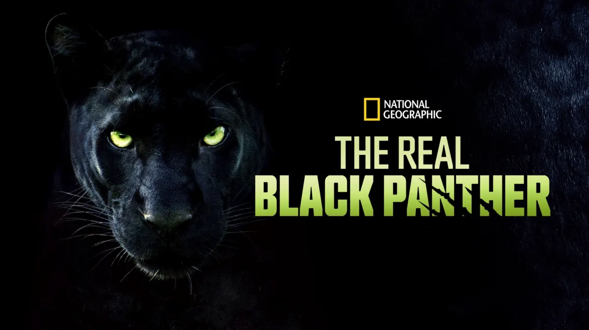 The Real Black Panther poster — movie on Disney+