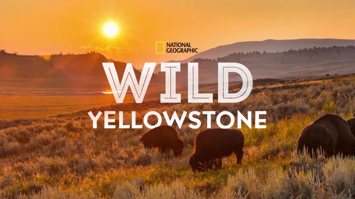 Wild Yellowstone poster — TV series on Disney+