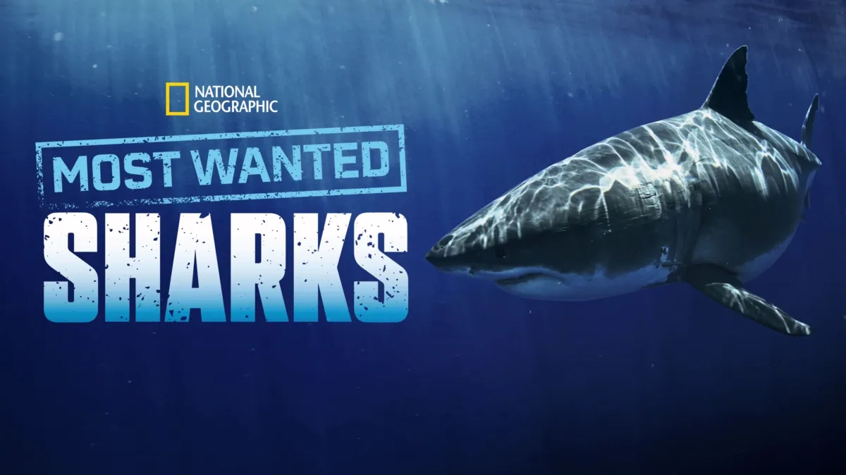 Most Wanted Sharks poster — movie on Disney+