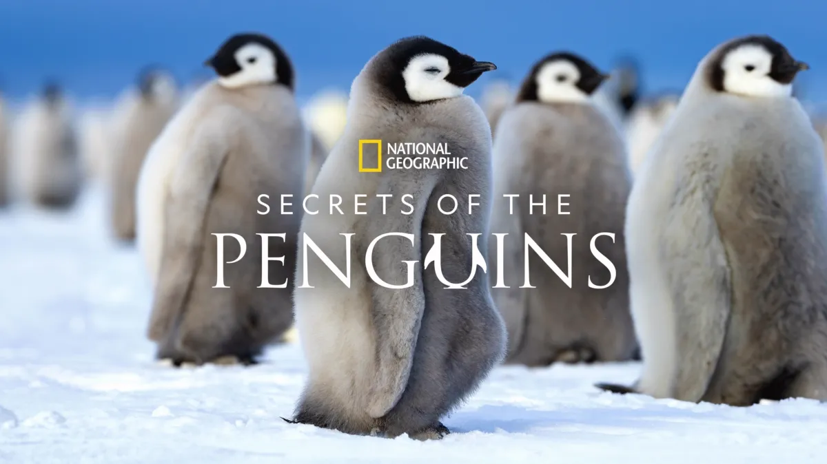 Secrets of the Penguins poster — TV series on Disney+